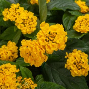 BANDOLISTA™ Pineapple Lantana, Lantana camara BANDOLISTA™ 'Pineapple'